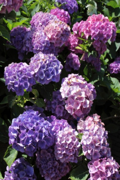 Гортензия Боденси цвет в нейтральном состоянии